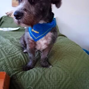 Handmade denim embroidered Dog Collars